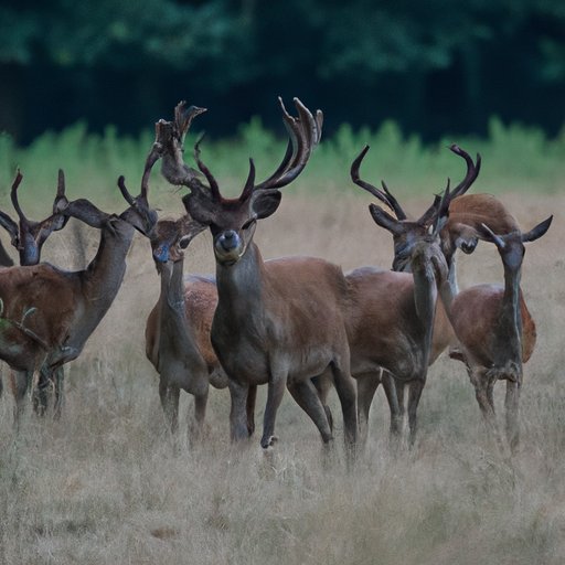 Exploring the Typical Number of Deer in a Group