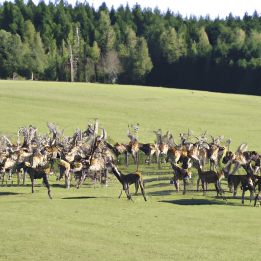 Examining the Group Dynamics of Deer Herds