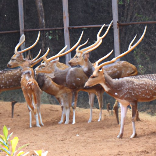 Exploring the Common Group Sizes of Deer