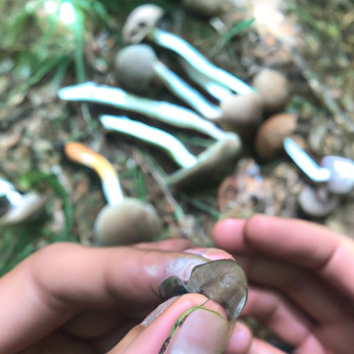 Exploring the Relationship Between Amount of Shrooms and Intensity of Trip