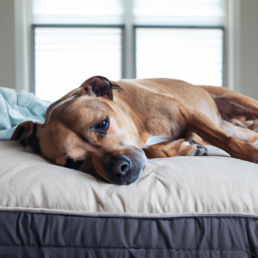 Exploring the Benefits of Melatonin for Dogs