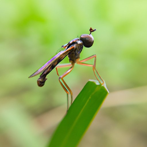 Investigating the Flight of Small Shot