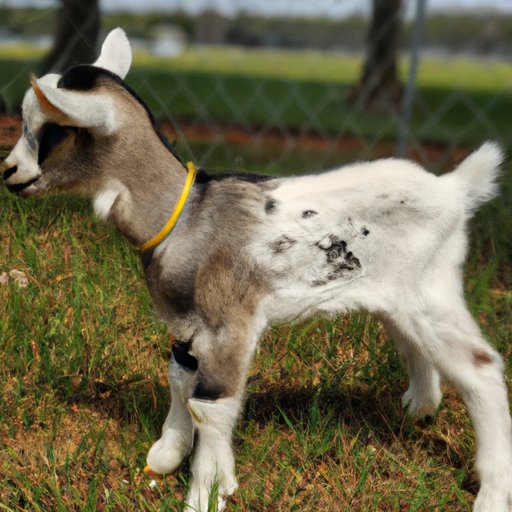 Tips for Finding Affordable Baby Goats