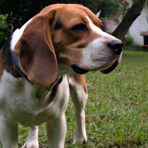 The Average Price of a Beagle: Factors to Consider