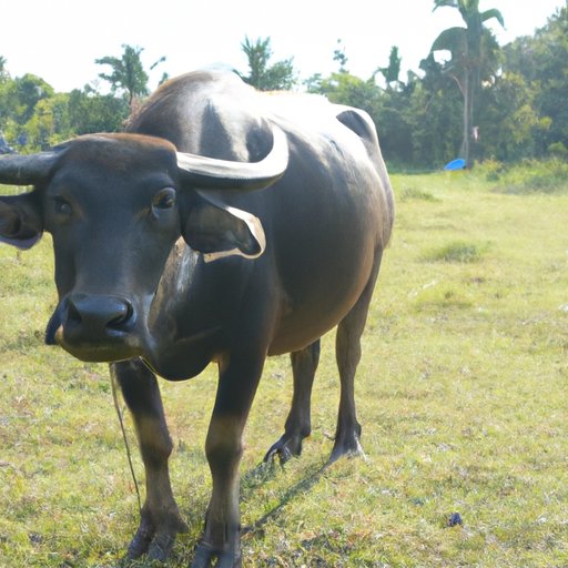 Pros and Cons of Raising a Buffalo