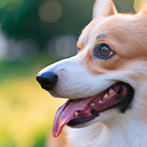What You Need to Know Before Buying a Corgi