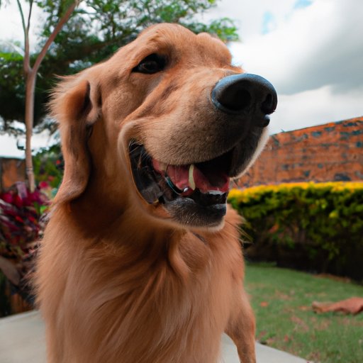 Examining the Factors That Affect the Price of a Golden Retriever