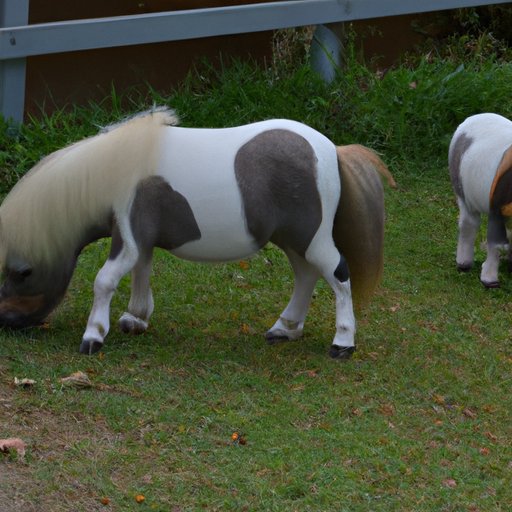 Overview of the Cost of Miniature Horses