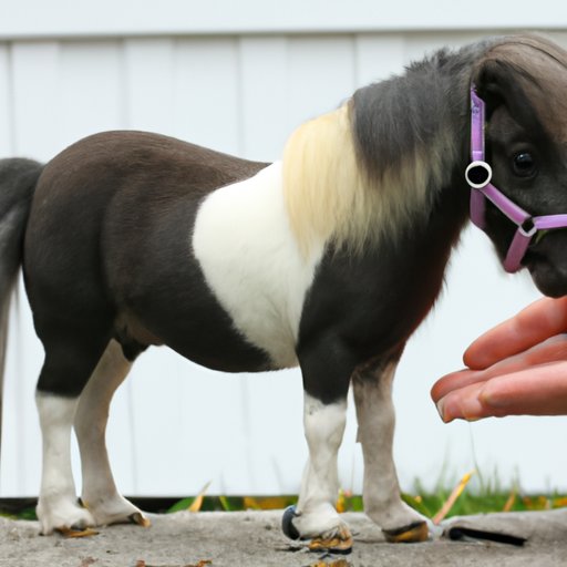How to Get the Best Deal on a Miniature Horse