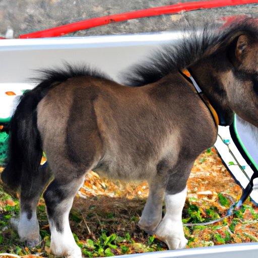 What to Expect When Shopping for a Miniature Horse