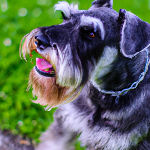 The Pros and Cons of Buying a Miniature Schnauzer