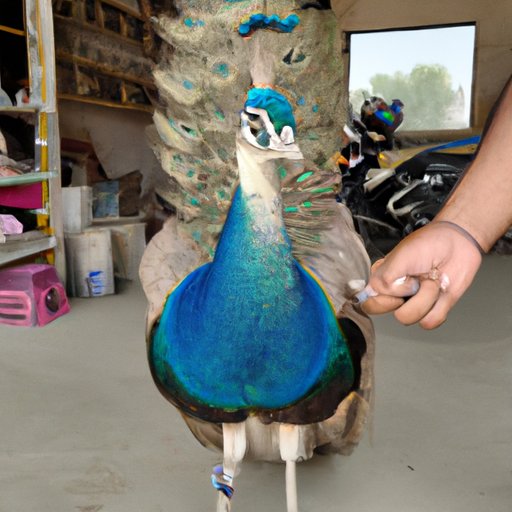 Exploring the Price Tag of Owning a Peacock