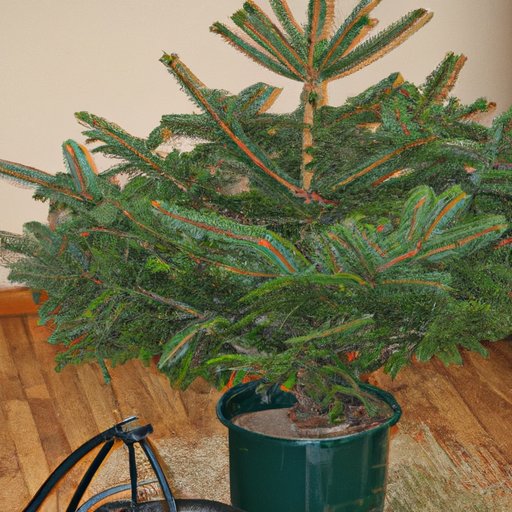 How to Save Money on Buying a Real Christmas Tree