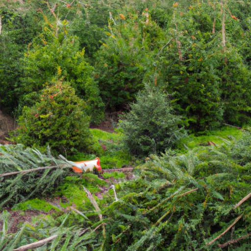 Overview of the Cost of a Real Christmas Tree