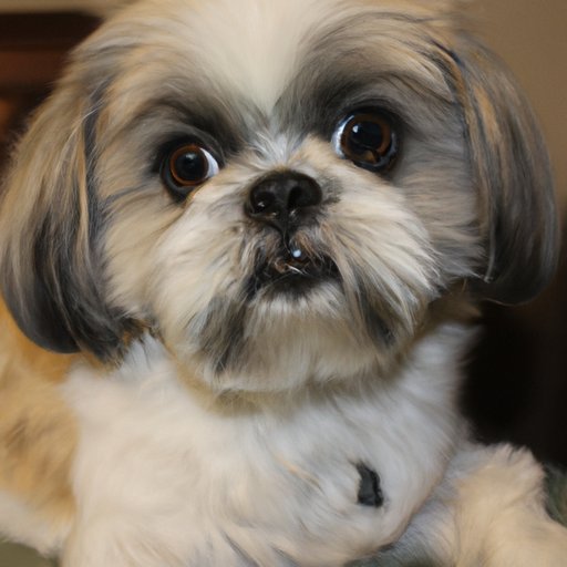 Breaking Down the Cost of Purchasing a Shih Tzu