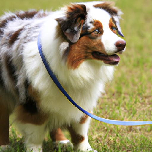 Overview of the Cost of Purchasing and Owning an Australian Shepherd