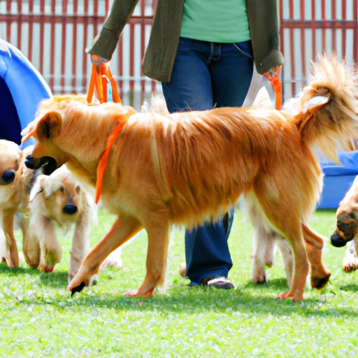 Understanding the Value of Doggy Daycare Services