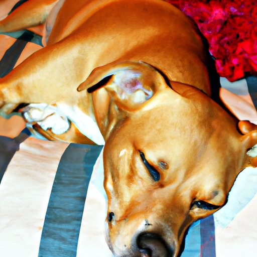 Understanding the Price of Peace: The Cost of Putting Your Dog to Sleep