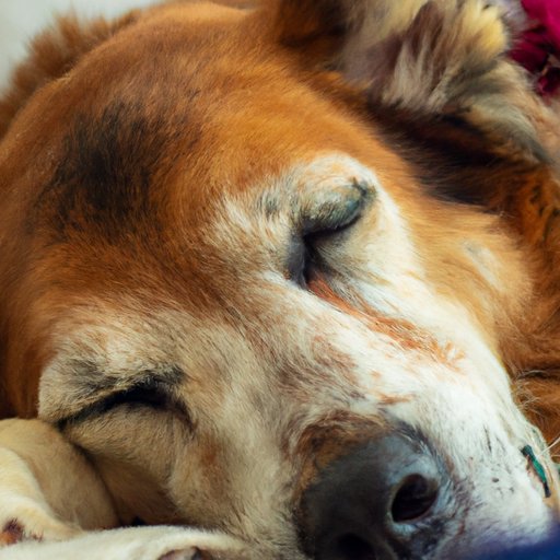 The Costs of Euthanasia: A Guide to Putting Your Dog to Sleep