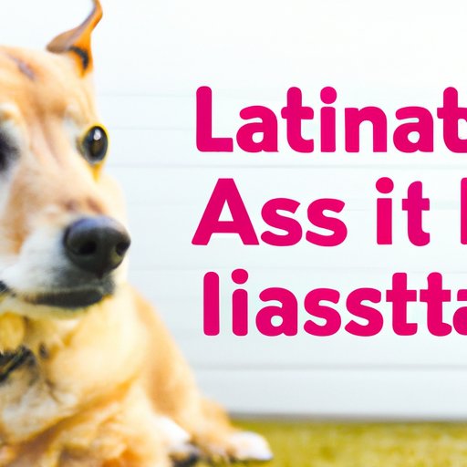 What You Need to Know About Dog Euthanasia and the Costs Involved