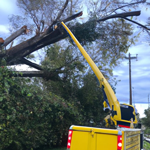 Overview of Tree Removal Services