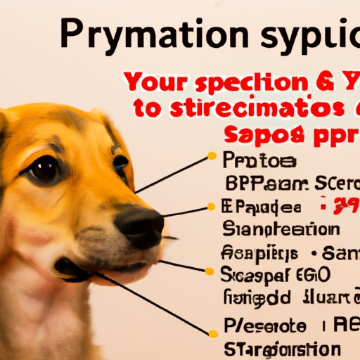 Factors That Impact the Cost of Spaying a Dog