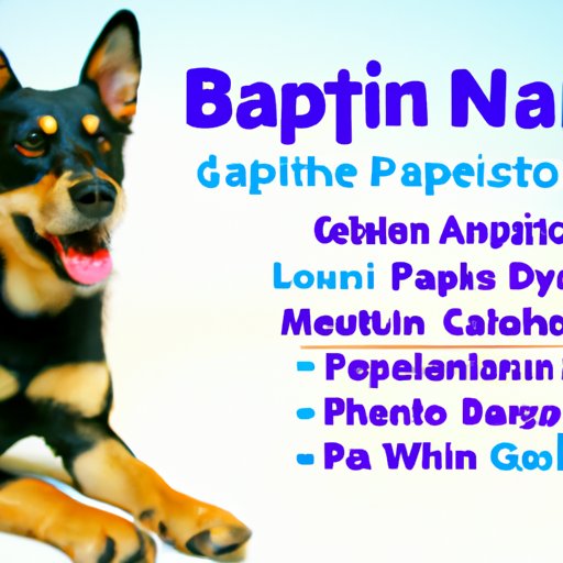 Debunking the Myths Surrounding Gabapentin and Dogs