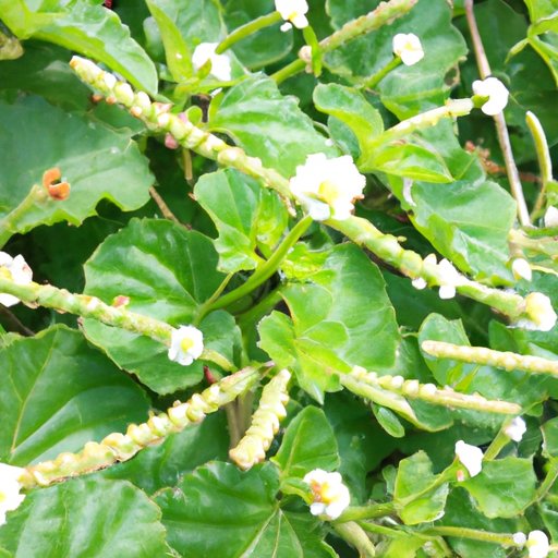 of the Health Benefits of White Boss in Blooket