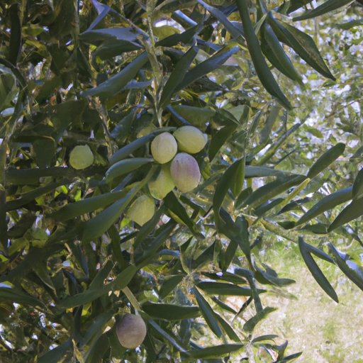 Exploring the Pricetag of an Olive Garden Tour of Italy