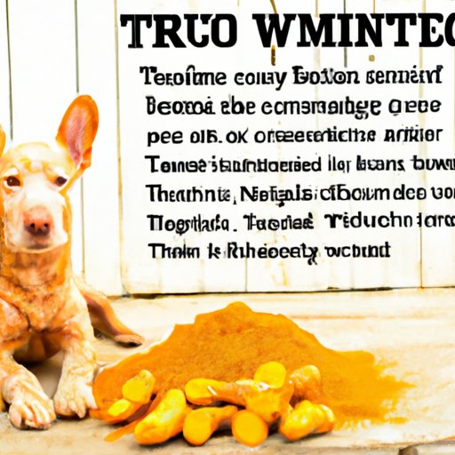 Overview of Benefits of Turmeric for Dogs