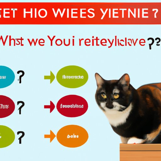 Questions to Ask Your Veterinarian About Zyrtec for Cats