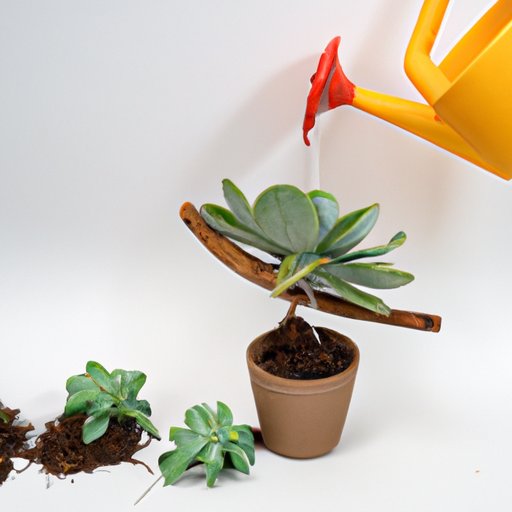 A Simple Guide to Understanding Succulent Watering Requirements