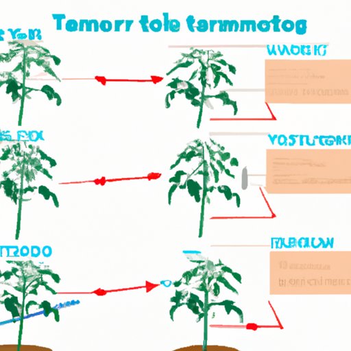 A Guide to Frequency of Watering Tomato Plants