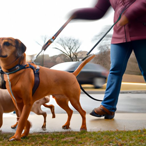 What You Need to Know Before Hiring a Dog Walker