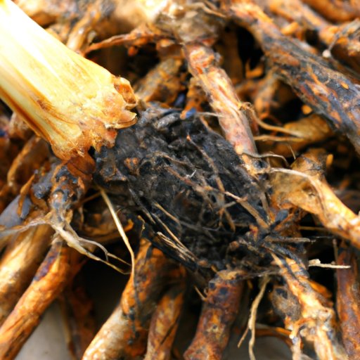 Roast Dandelion Roots for a Nutty Flavor