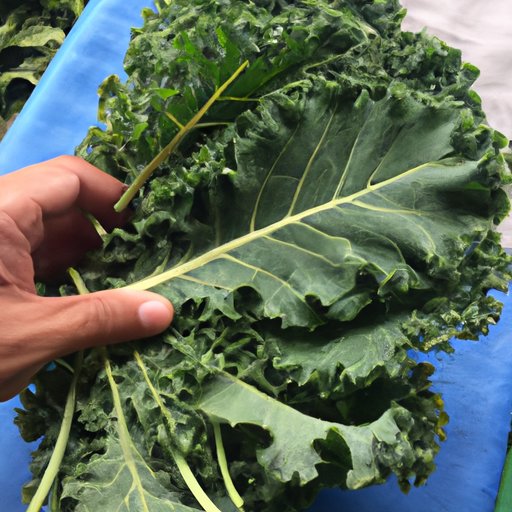Share Ideas for Cooking Kale