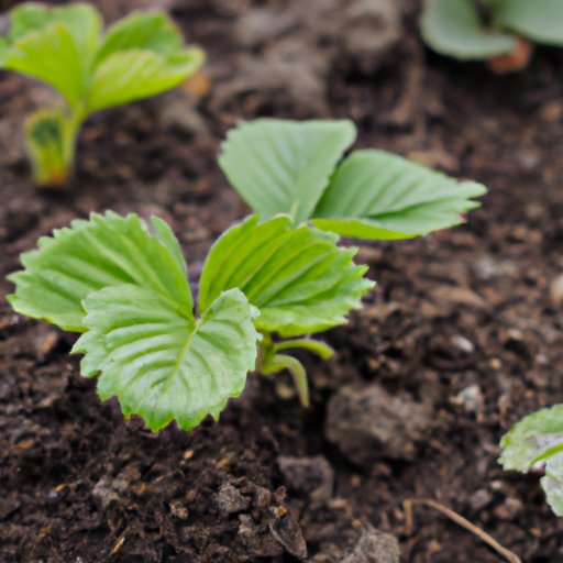 Planting Strawberry Starts: What You Need to Know