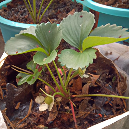 Tips for Growing Strawberries from Starts