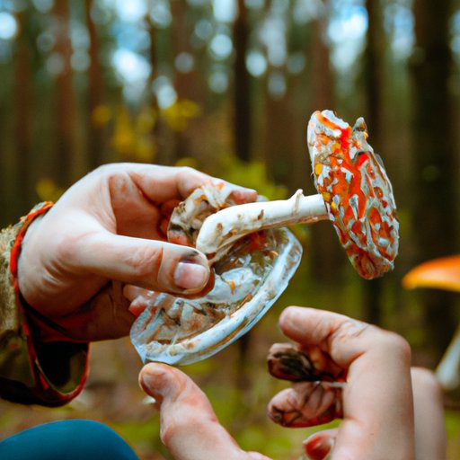 Purchasing the Right Strain of Fly Agaric