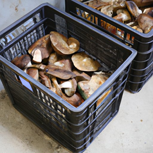 Storing the Mushroom for Transport