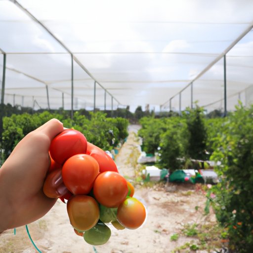 Research the Local Food Industry in Florida
