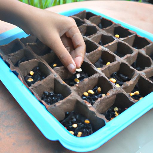 Planting the Seeds or Seedlings