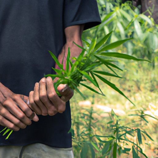Connect with Hemp Farmers and Suppliers