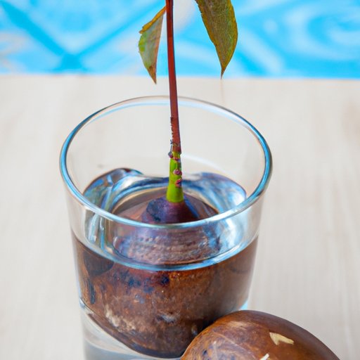 Water and Monitor the Avocado Seedling