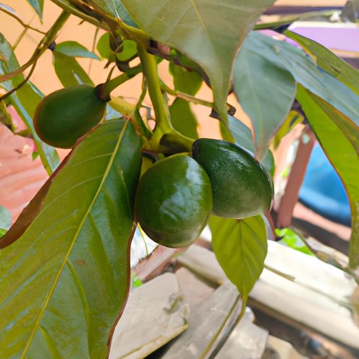 Benefits of Growing an Avocado Tree