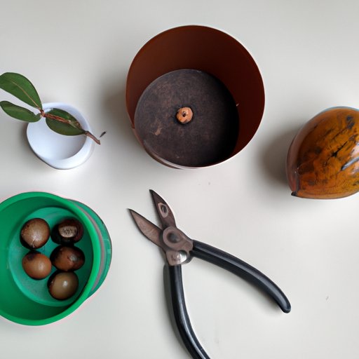 Gather Supplies Needed to Start an Avocado Seed