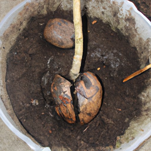 Plant the Avocado Seed in the Soil