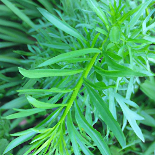 Examples of Plants to Begin With