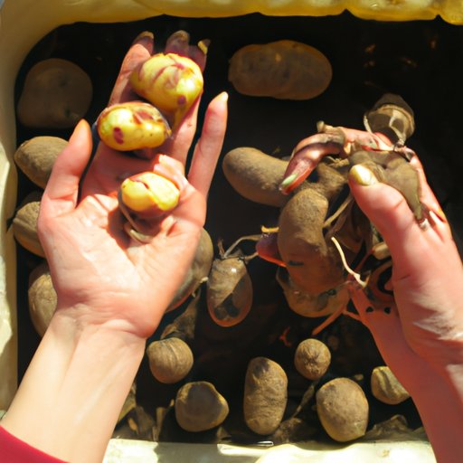 Preparing and Planting Potato Tubers