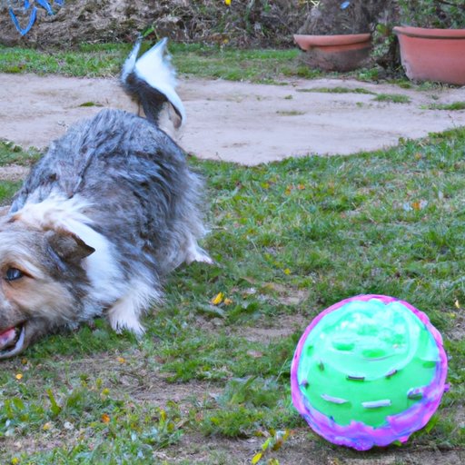 Provide Plenty of Exercise and Mental Stimulation for Your Dog